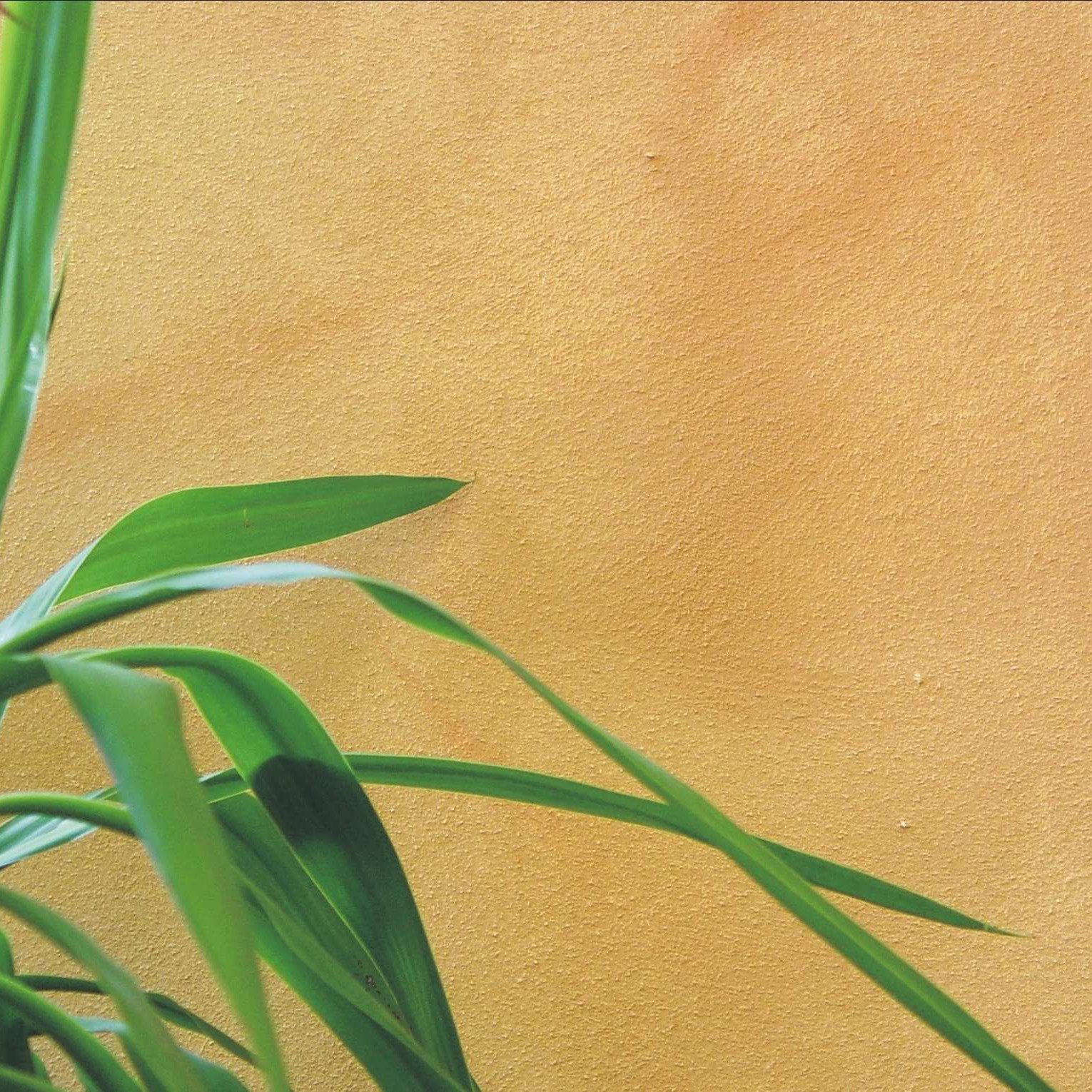 Bieberschwanzdeckung